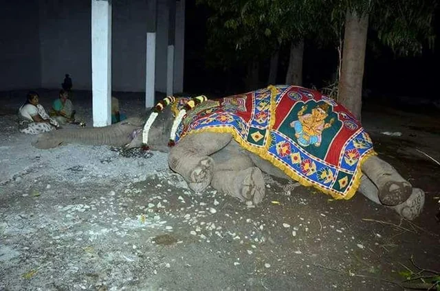 திருவண்ணாமலை கோயில் யானையின் ஓராண்டு நினைவு தினம் ! - துக்கம் அனுசரித்த கோயில் நிர்வாகம்
