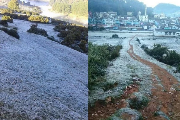 கொட்டும் உறைபனி... காஷ்மீராக மாறிய ஊட்டி (படங்கள்)