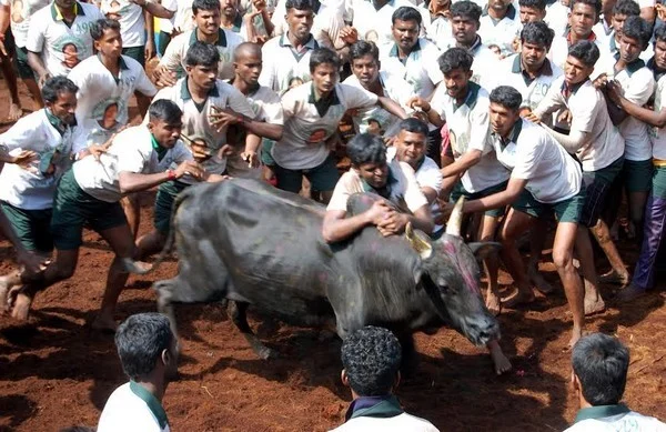 உச்சநீதிமன்ற தடையை மீறி அமைச்சர் ஊரில் நடந்த ஜல்லிக்கட்டு!
