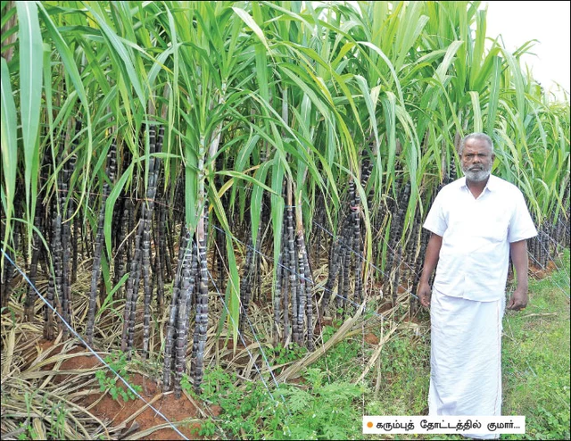 பொங்கல் சிறப்பிதழ்: 5 நிமிட வாசிப்பில் பசுமை விகடனின் 10 கட்டுரைகள்!