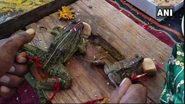 மழைக்கன்னி வழிபாடு, தவளை விடுதல்... தமிழர்களின் மழைவழிபாட்டுச் சடங்குகள்!