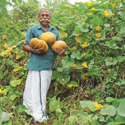 பானைக்குப் பாரம்பர்ய அரிசி... படையலுக்கு அரசாணிக்காய்! - இது ஜீரோபட்ஜெட் பொங்கல்!
