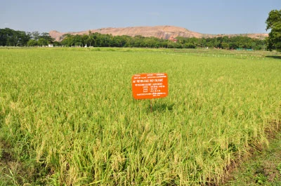 நெல், சோளம், கோதுமை...