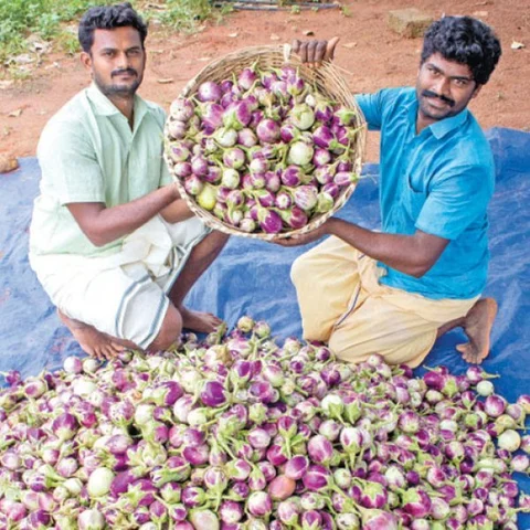 2 Acres... 200 Days... ₹3 Lacs... Super Returns from Manaparai Brinjal!