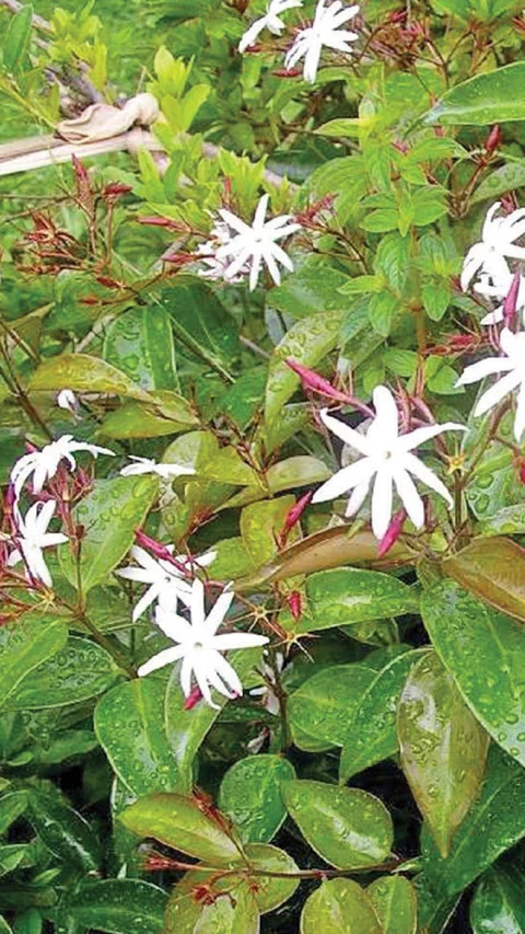 நீங்கள் கேட்டவை: நல்ல விளைச்சல் தரும் புதிய வகை மல்லி!