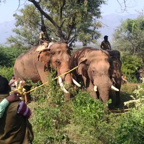 தண்ணி காட்டிய சின்னத்தம்பி; கோவை விநாயகன் பிடிபட்ட கதை!
