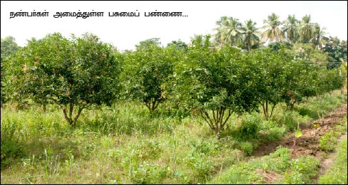 வெளிநாட்டு வேலைக்கு பூட்டு... இயற்கை விவசாயத்துடன் கூட்டு...