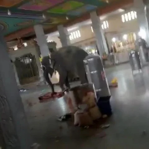 மனிதர்களின் அதே பிரச்னைதான் சமயபுரம் கோயில் யானைக்கு மதம் பிடிக்கக் காரணம்!
