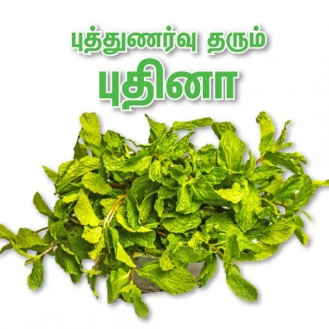 இதய வலியை குணப்படுத்தும் புதினா! - அமெரிக்க மருத்துவர் ஆய்வில் தகவல்