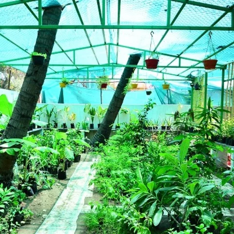 வெற்றிலை, ஆடாதொடை, குப்பைமேனி, முசுமுசுக்கை... அயனாவர சிக்னலில் ஒரு மூலிகைத் தோட்டம்!