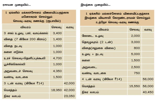 மாற்றுப் பயிராக மக்காச்சோளம்!