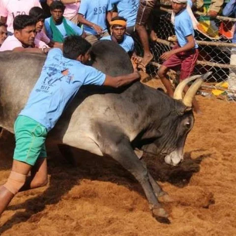 புதுச்சாவடியில் சீறிப்பாய்ந்த காளைகள்! - விமரிசையாக நடந்த 167-ம் ஆண்டு ஜல்லிக்கட்டு