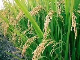 பழைய பயிர்க் காப்பீட்டுத் திட்டமே நடைமுறைப்படுத்தப்படும்: ஜெயலலிதா அறிவிப்பு!