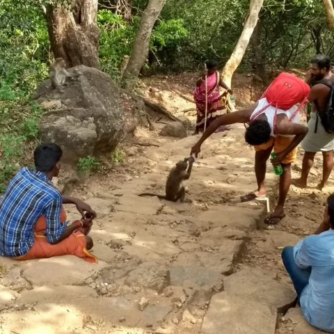 `தொட்டியிலும் இல்ல, ஊற்றிலும் இல்ல!'-தண்ணீருக்காக பக்தர்களை எதிர்நோக்கும் சதுரகிரி குரங்குகள்