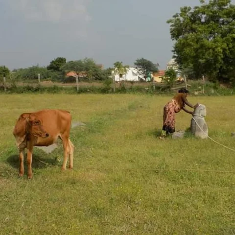 மாடுகளைக் கட்டும் கல்லாய் பயன்படும் புத்தர் சிலை - பாதுகாக்க வரலாற்று ஆர்வலர்கள் கோரிக்கை!