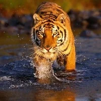 புலிகளை கொல்லாதீங்க!
