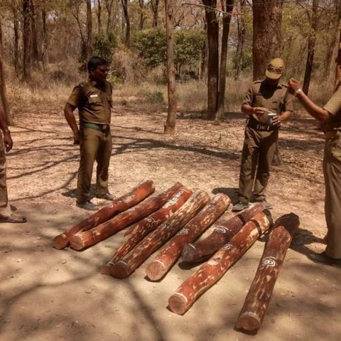 ‘ஆந்திராவிலிருந்து காரில் கடத்திவரப்பட்ட செம்மரம்!’ -குடியாத்தத்தில் மடக்கிப் பிடித்த வனத்துறை