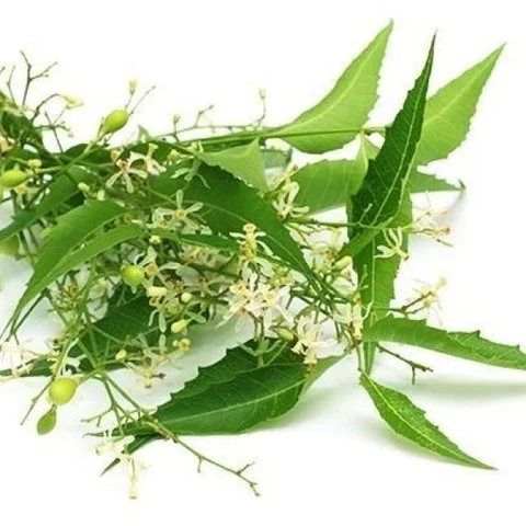 வெயில் காலத்தில் மட்டுமே கிடைக்கும் வேப்பம் பூ... ரெசிப்பிகள்!