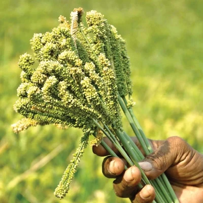 நீங்கள் கேட்டவை: விளைச்சலைக் கூட்டும் இ.எம் கரைசல்..!