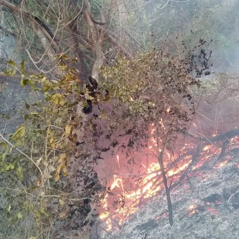 ஏற்காட்டில் கொழுந்து விட்டு எரியும் காட்டுத் தீ - மக்கள் வெளியேற்றம்!