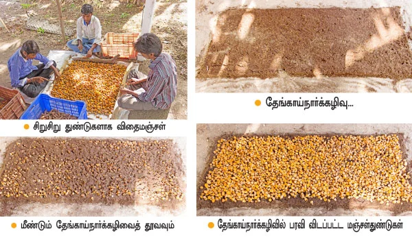 மஞ்சளுக்கு குழித்தட்டு நாற்று... ஏக்கருக்கு 15 டன் கூடுதல் மகசூல்!