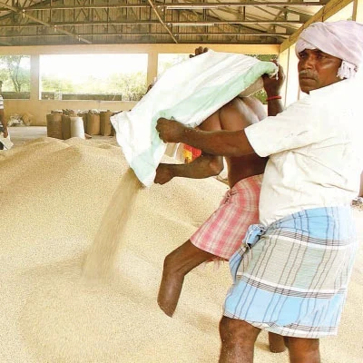 கம்பு! - குவிண்டால் ரூ 2,700 சத்தான லாபம் தரும் கம்பு!