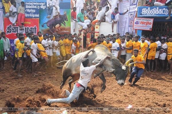 அலகுமலையில் சீறிப்பாயும் காளைகள்! - களைக்கட்டிய ஜல்லிக்கட்டு போட்டி!