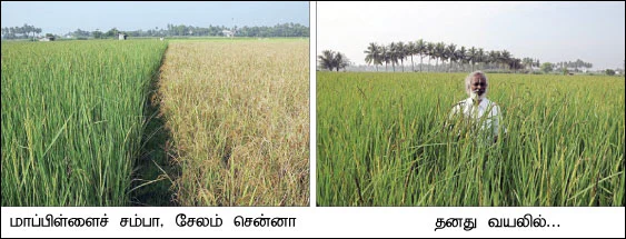 உப்பு மண்ணிலும் ஓஹோ !