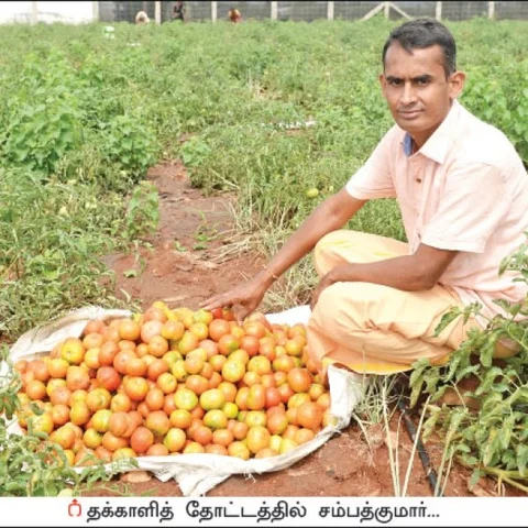 Amazing Profit from Tomato Cultivation... Half Acre...130 days….₹ 2,60,000 gain!