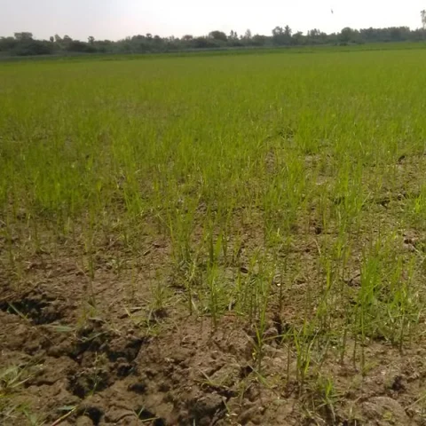 `4 ஆண்டுகளுக்குப் பிறகு இப்போதுதான் நடவு செய்தோம்' - கருகும் நெற்பயிர்களால் விவசாயிகள் வேதனை!