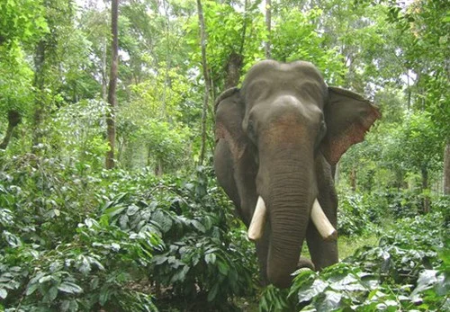 ஓசூரில் ஊருக்குள் நுழைந்த காட்டுயானைகளால் பரபரப்பு