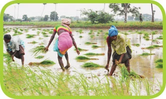 'செம்மண்ணு சிங்காரியே-உன்னை கரிசல் மண்ணு கருங்காலி என்ன செஞ்சான்?'