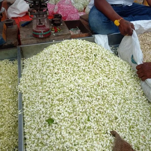 மல்லிகை 700 ரூபாய்; கனகாம்பரம் 1600 ரூபாய்!- ஓசூரில் களைகட்டிய வியாபாரம்