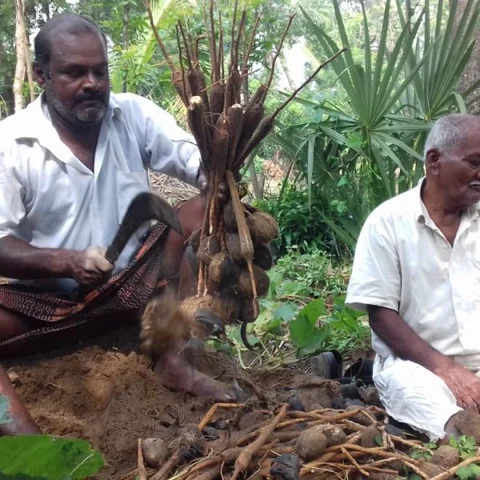 `வாங்க.. பனங்கிழங்கு சாப்பிடலாம்!’ - அன்புடன் அழைக்கும் நாகை விவசாயிகள்