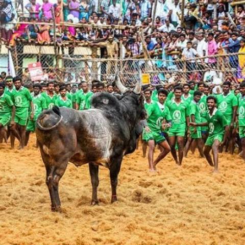 திருச்சி, திண்டுகல்லில் இன்று ஜல்லிக்கட்டு