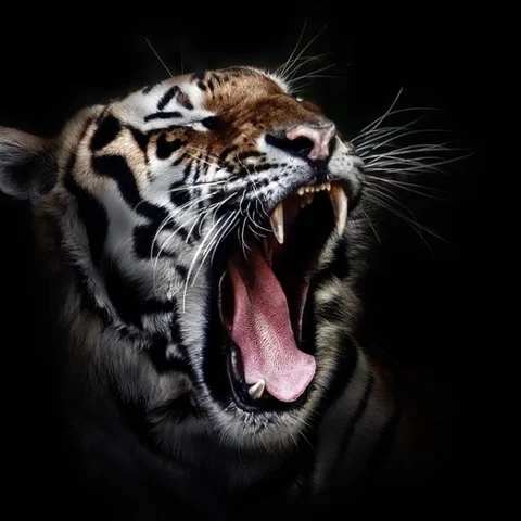 உலகுடனான 3000 புலிகளின் இறுதி யுத்தம்! #InternationalTigerDay