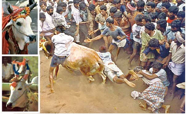தை பிறந்தால்...வழி பிறக்கும்! - பொங்கலோ பொங்கல்!
