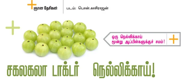 சகலகலா டாக்டர் நெல்லிக்காய்!