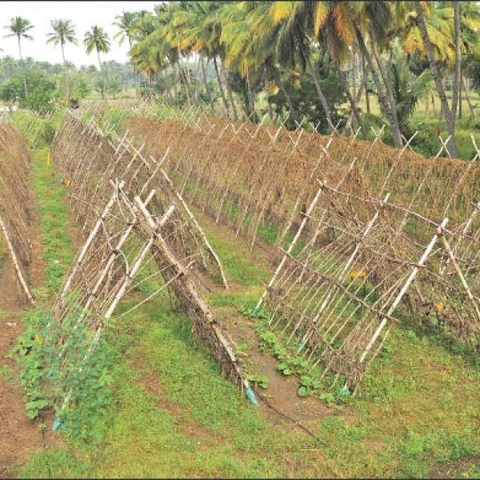 Solid Returns from Pandal Vegetables... Success story of a farmer!