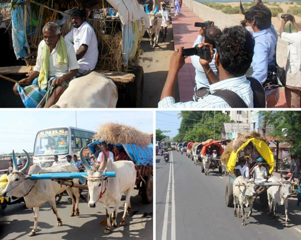 மாட்டு வண்டி பூட்டிக்கிட்டு ரங்கநாதர் தரிசனம்... மலைக்க வைக்கும் பக்தர்கள்! ( வீடியோ)