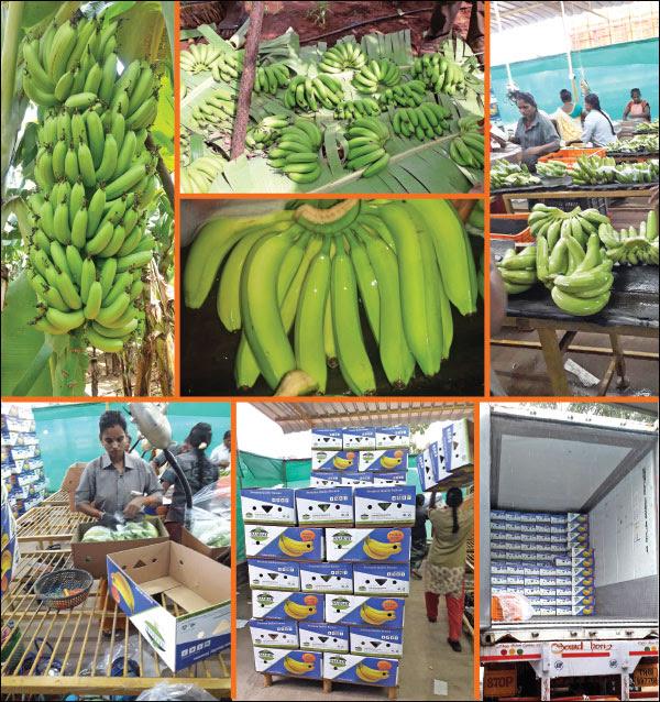 Agri Export for abundant income… Successful strategies! Part 8