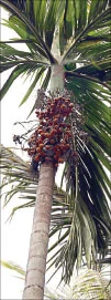 செயற்கையில் 4,200... இயற்கையில் 7,500...
