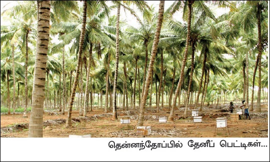 மாதம்தோறும் 1,00,000 தெம்பான வருமானம் தரும் இத்தாலியத் தேனீ !