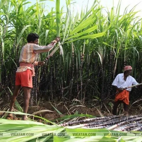 ஆலும் வேலும் மட்டுமல்ல... கரும்பும் பல்லுக்கு உறுதியே! #Pongal