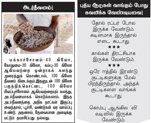 அருமையான லாபம் கொடுக்கும் ஆட்டுக்கிடா வளர்ப்பு..!