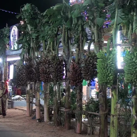 இயற்கையில் விளையும் வாழை குலைக்கு தங்க மோதிரம்! - அசத்தும் குமரி கிராம கோயில்!