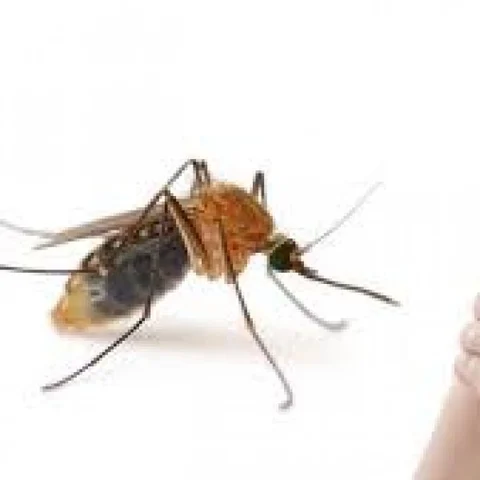 Next target Tamil Nadu! How to protect us from the impending attack of Zika?