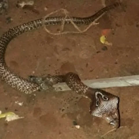 நள்ளிரவில் வீட்டில் புகுந்த நாகப் பாம்பு; முதல்வர் நாராயணசாமிக்குச் சென்ற போன் கால்