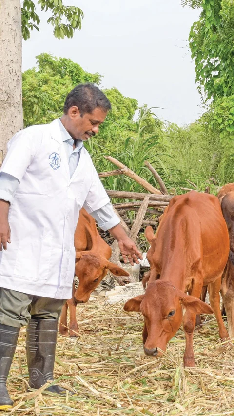 கன்றுகளைக் காக்கும் குடற்புழு நீக்கம்!