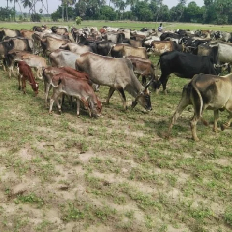 காட்டுக்குள் நுழைய 'ரெட் சிக்னல்'... நாட்டு மாடுகள் அழியும் அபாயம்!